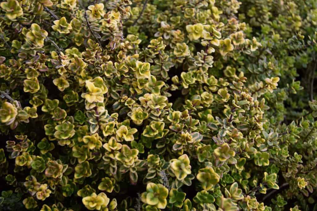 Thymus 'Doone Valley' ---